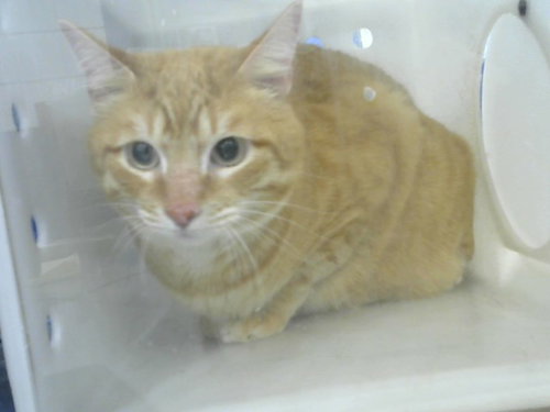 picture of the cat needing adoption