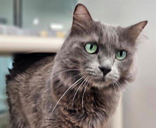 picture of the cat needing adoption