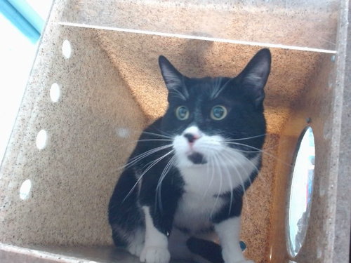 picture of the cat needing adoption