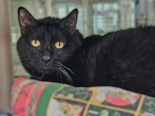 SHINJI, an adoptable Domestic Short Hair in Albuquerque, NM