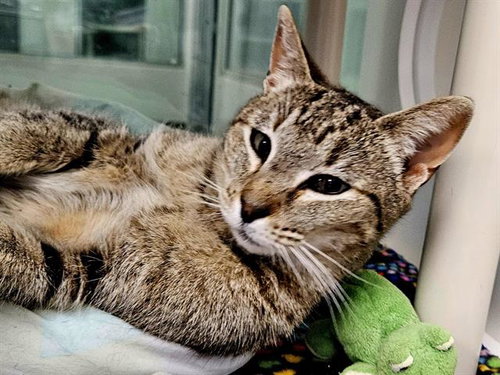 RIBEYE, Adult Domestic Short Hair / Mixed (medium coat), cat for adoption in Rio Rancho, New Mexico