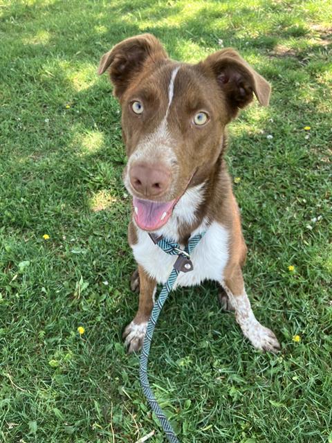 ROCKY, an adoptable German Shepherd Dog in Albuquerque, NM