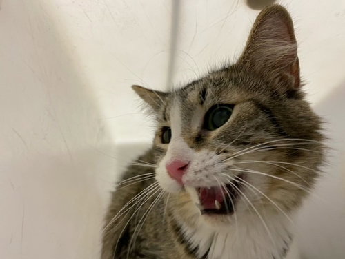 BONNIE - Domestic Short Hair available for adoption