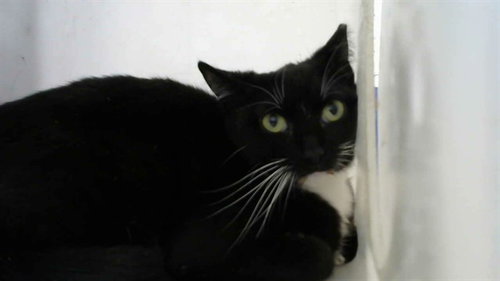OREO, an adoptable Domestic Short Hair in Albuquerque, NM