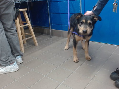JACK JACK, an adoptable Border Terrier in Albuquerque, NM