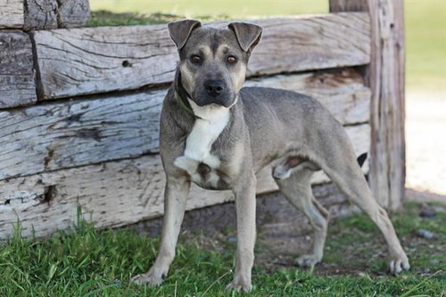 NITRO, an adoptable Labrador Retriever in Albuquerque, NM