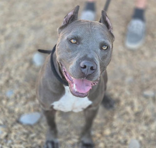 KARISMA, an adoptable American Pit Bull Terrier in Albuquerque, NM