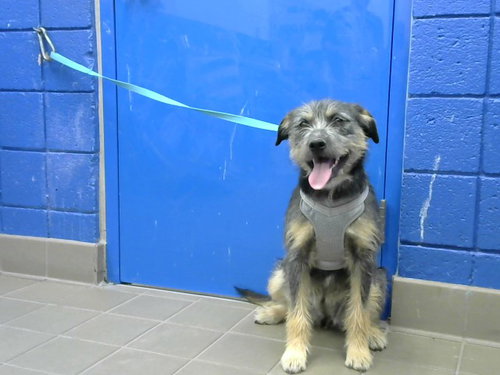 TABETHA, an adoptable Border Terrier in Albuquerque, NM