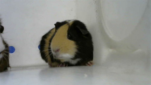 LEBRON - Guinea Pig available for adoption