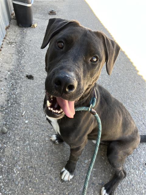 HUGGIE, an adoptable Pit Bull Terrier in Albuquerque, NM
