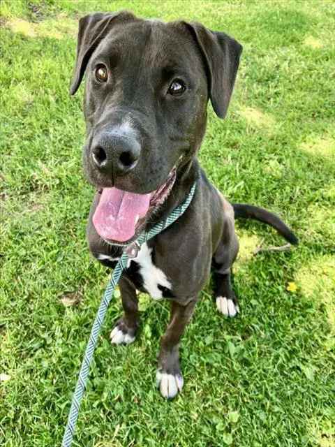Huggie - Pit Bull Terrier