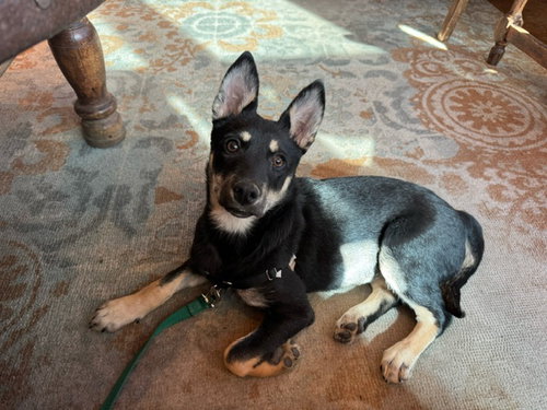 CHILE, an adoptable German Shepherd Dog in Albuquerque, NM