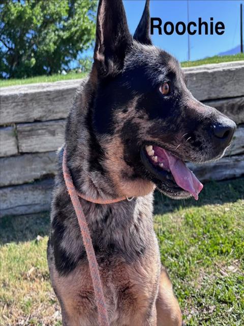 ROOCHIE, an adoptable Australian Cattle Dog in Albuquerque, NM