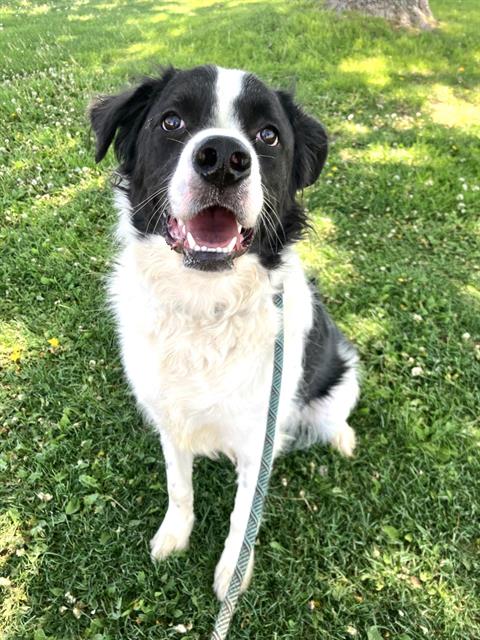 HANDSOME, an adoptable Great Pyrenees in Albuquerque, NM