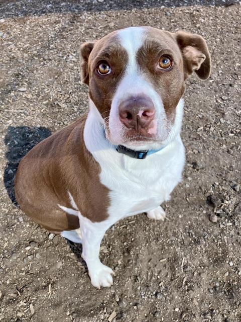 BRONN, an adoptable Pit Bull Terrier in Albuquerque, NM
