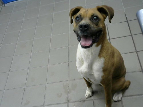 KIA, an adoptable Boxer in Albuquerque, NM