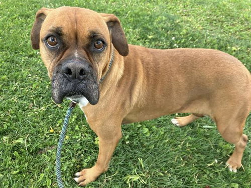 DAISY, an adoptable Boxer in Albuquerque, NM