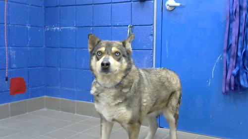 BEAR, an adoptable Husky in Albuquerque, NM