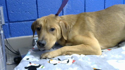 ROCKO, an adoptable Rhodesian Ridgeback in Albuquerque, NM