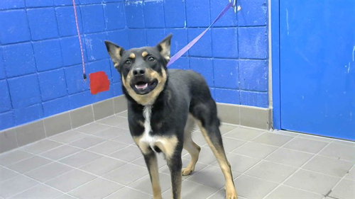 GRANITE, an adoptable Rottweiler in Albuquerque, NM