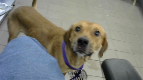 TAZ, an adoptable Rhodesian Ridgeback in Albuquerque, NM