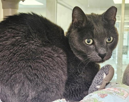 MR. CLAWS, an adoptable Domestic Short Hair in Albuquerque, NM