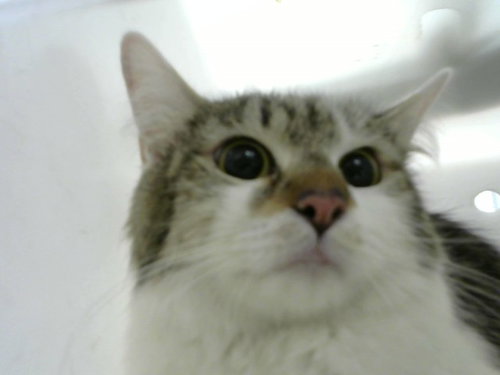 ELLIS, an adoptable Domestic Long Hair in Albuquerque, NM
