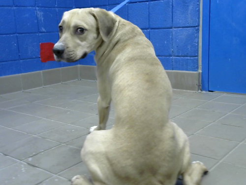 NUGGET, an adoptable Rhodesian Ridgeback in Albuquerque, NM
