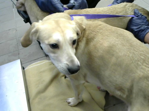 JODY, an adoptable Rhodesian Ridgeback in Albuquerque, NM