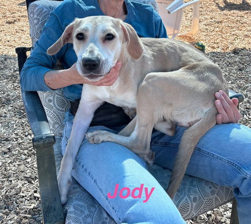 JODY - Rhodesian Ridgeback available for adoption