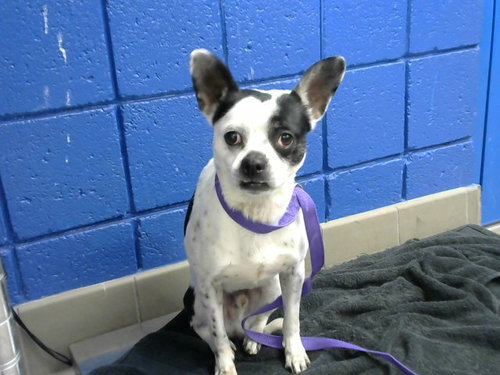 MORTY, an adoptable Chihuahua in Albuquerque, NM
