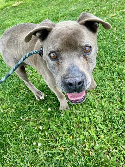 STALLONE, an adoptable Pit Bull Terrier in Albuquerque, NM