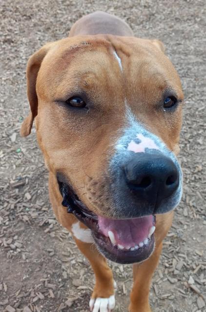 POGI, an adoptable American Pit Bull Terrier in Albuquerque, NM