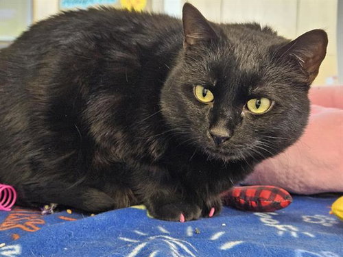 GUMMIE BEAR, an adoptable Domestic Short Hair in Albuquerque, NM