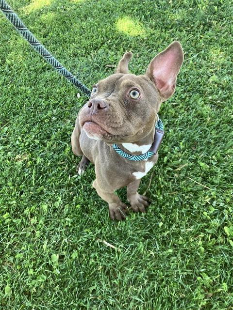 YOLANDA Image