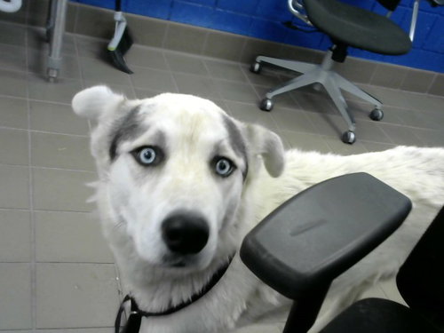 ROBIN, an adoptable Husky in Albuquerque, NM