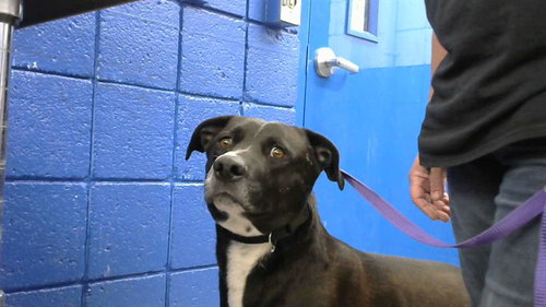 HANK, an adoptable Labrador Retriever in Albuquerque, NM