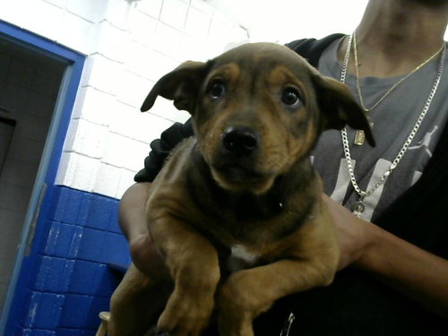 CINCO, an adoptable Australian Cattle Dog in Albuquerque, NM