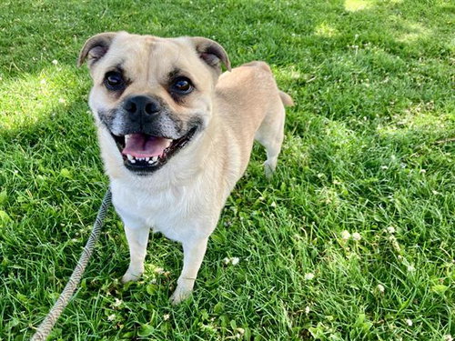 DUKE, an adoptable Pug in Albuquerque, NM