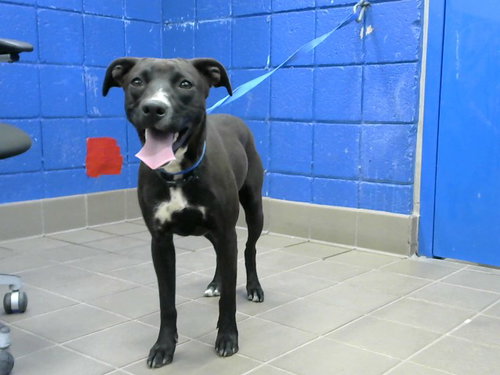 CHISPA, an adoptable Pit Bull Terrier in Albuquerque, NM