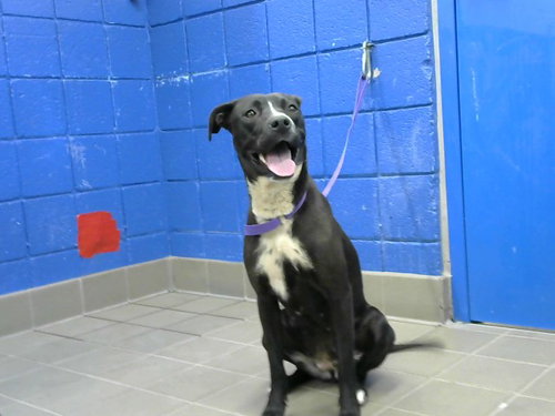 MOCHI, an adoptable Pit Bull Terrier in Albuquerque, NM