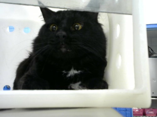 HOWARD, an adoptable Domestic Short Hair in Albuquerque, NM