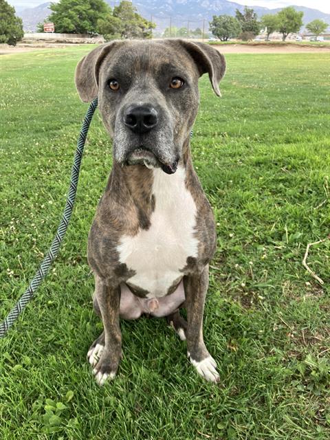 HOT ROD, an adoptable American Pit Bull Terrier in Albuquerque, NM