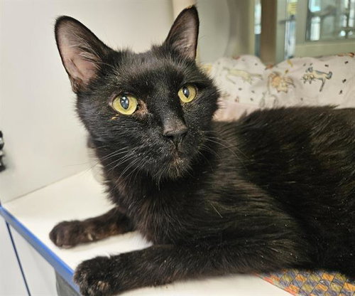 BINX - Domestic Short Hair available for adoption