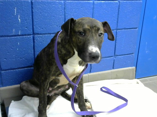 MIA, an adoptable American Pit Bull Terrier in Albuquerque, NM