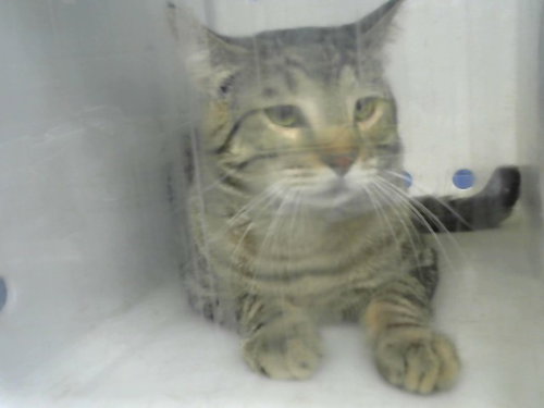 TAB, an adoptable Domestic Short Hair in Albuquerque, NM