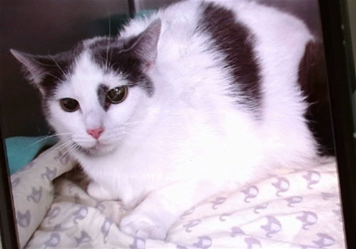 PAULA, an adoptable Domestic Short Hair in Albuquerque, NM