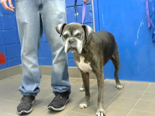ROCKY, an adoptable Boxer in Albuquerque, NM