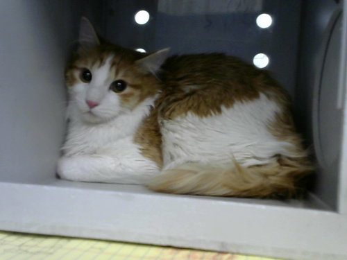 JAMAICA, an adoptable Domestic Short Hair in Albuquerque, NM