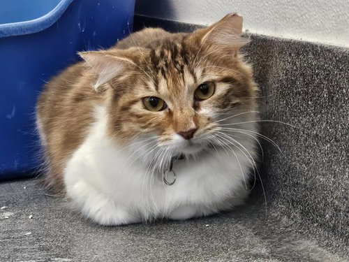 UGANDA, an adoptable Domestic Short Hair in Albuquerque, NM